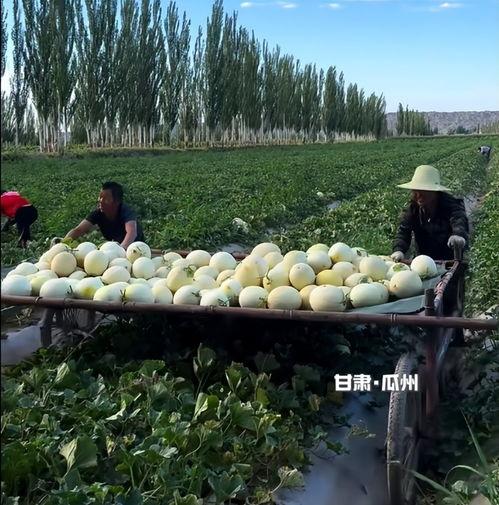 瓜州是不是免费吃瓜,免费瓜果盛宴,尽享甜蜜时光 第3张 瓜州是不是免费吃瓜,免费瓜果盛宴,尽享甜蜜时光 第3张